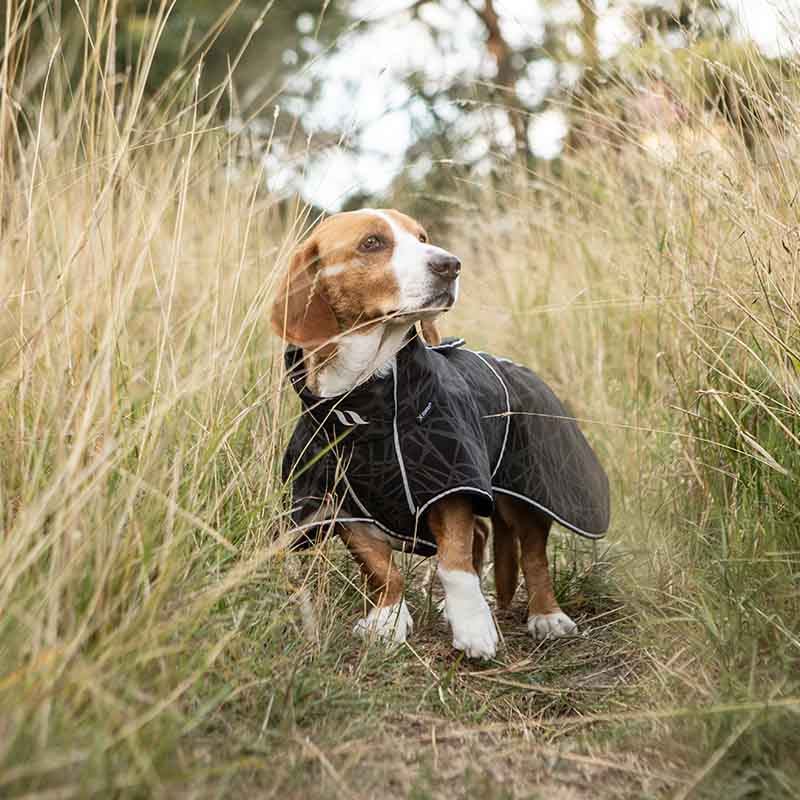 Hunde-Softshellmantel Buddy 2.0 Long Back Schwarz