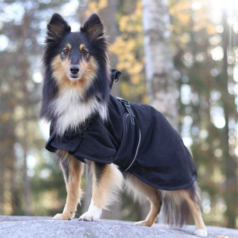 Hundemantel aus Netzstoff Schwarz