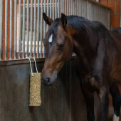 Pferdespielzeug Nibbler Stick Metabolism Pferdespielzeug Nibbler Stick Metabolism