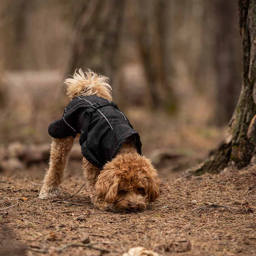 Hunde-Regenmantel Bay High Tail Schwarz