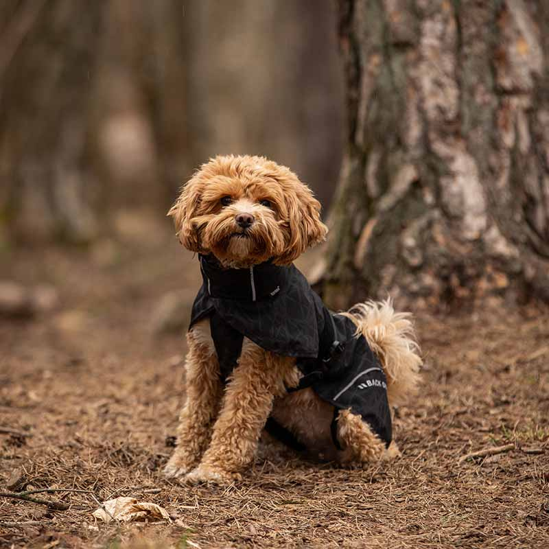 Hunde-Regenmantel Bay High Tail Schwarz