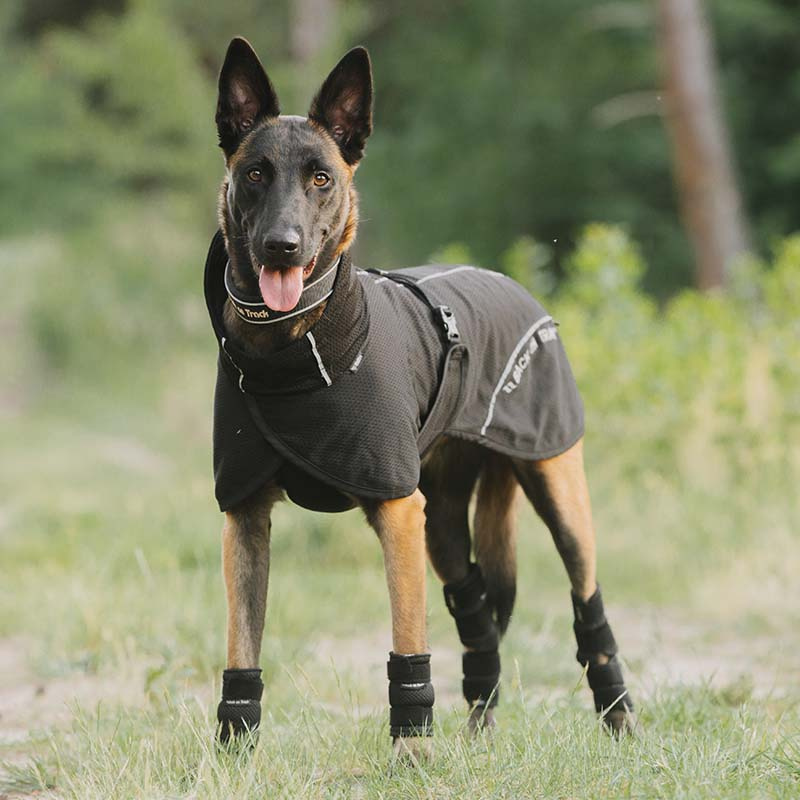 Hunde-Netzmantel Bay Low Tail Schwarz