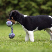 Hundespielzeug Junior Seilbericht Grau/Türkis/Lila Hundespielzeug Junior Seilbericht Grau/Türkis/Lila