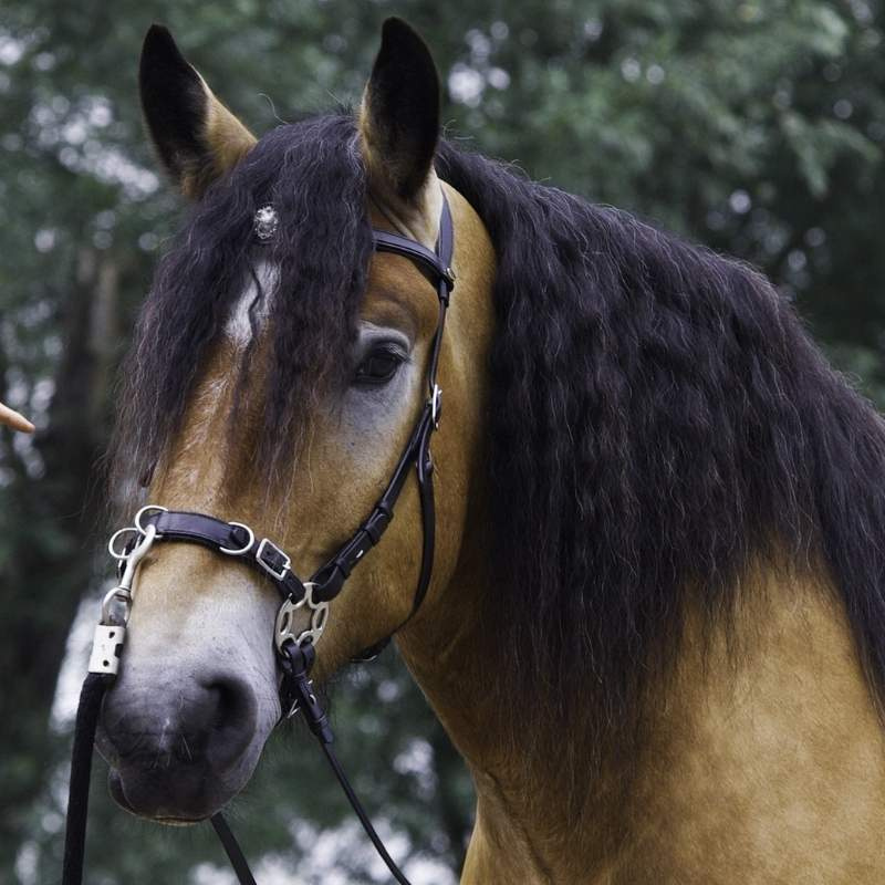 Gebisslose Trense Caval Cavemore Schwarz