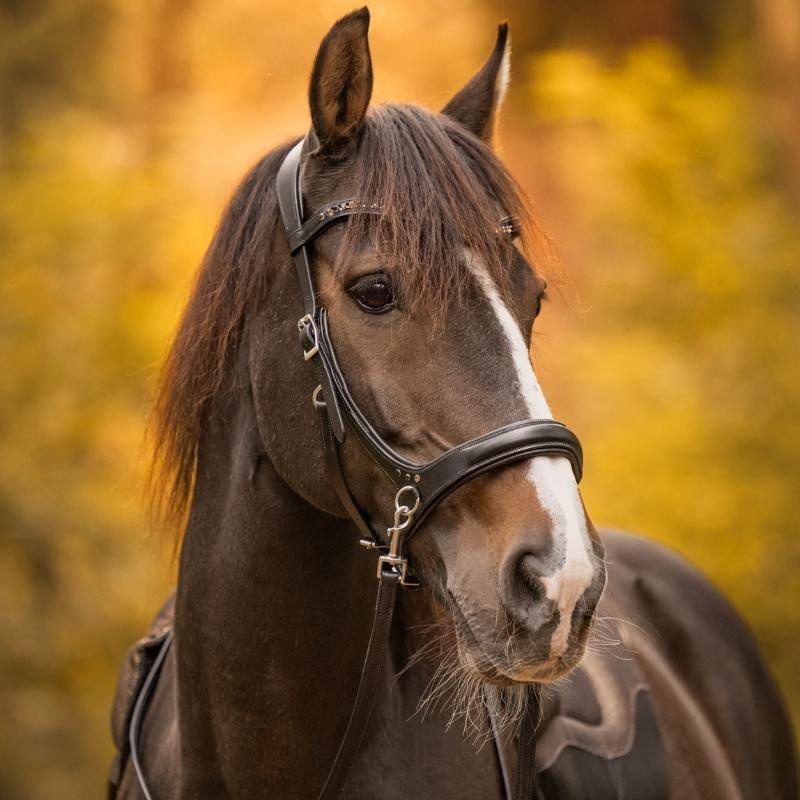 Gebisslose Trense Moonlight Sidepull Schwarz