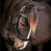 Gebisslose Trense Glory Sidepull Schwarz Gebisslose Trense Glory Sidepull Schwarz