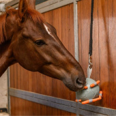 Pferdespielzeug Carrot Ball Grün Pferdespielzeug Carrot Ball Grün