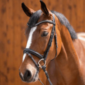 Olivenkopfgebiss Dynamic RS Sensogan D-Ring Ø65mm Olivenkopfgebiss Dynamic RS Sensogan D-Ring Ø65mm