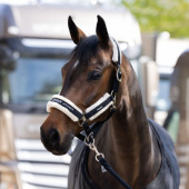 Halfter Fauxfur Double Pin Schwarz Halfter Fauxfur Double Pin Schwarz