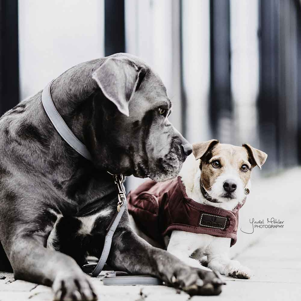 Hundehalsband Loop Grau