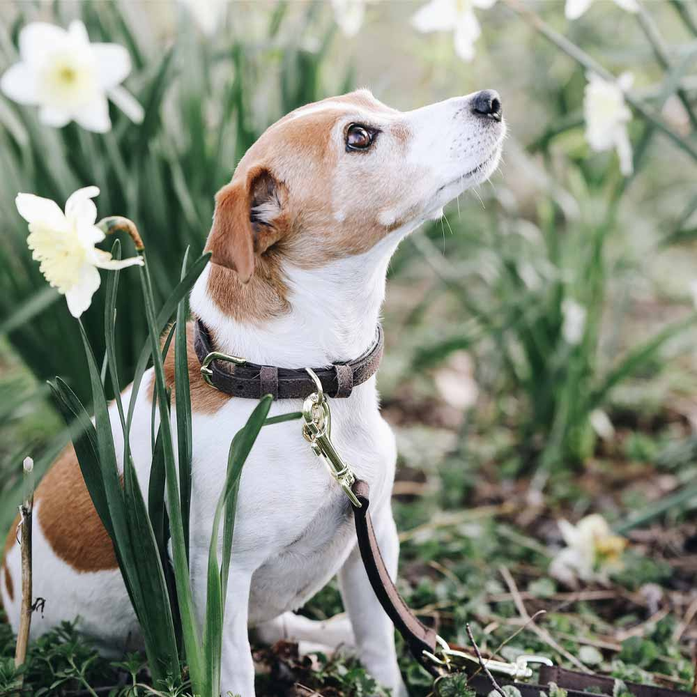 Hundehalsband Velvet Leder Braun