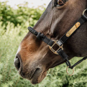 Halfter Control Nylon Rope Schwarz Halfter Control Nylon Rope Schwarz