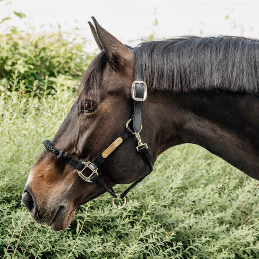 Halfter Control Nylon Rope Schwarz