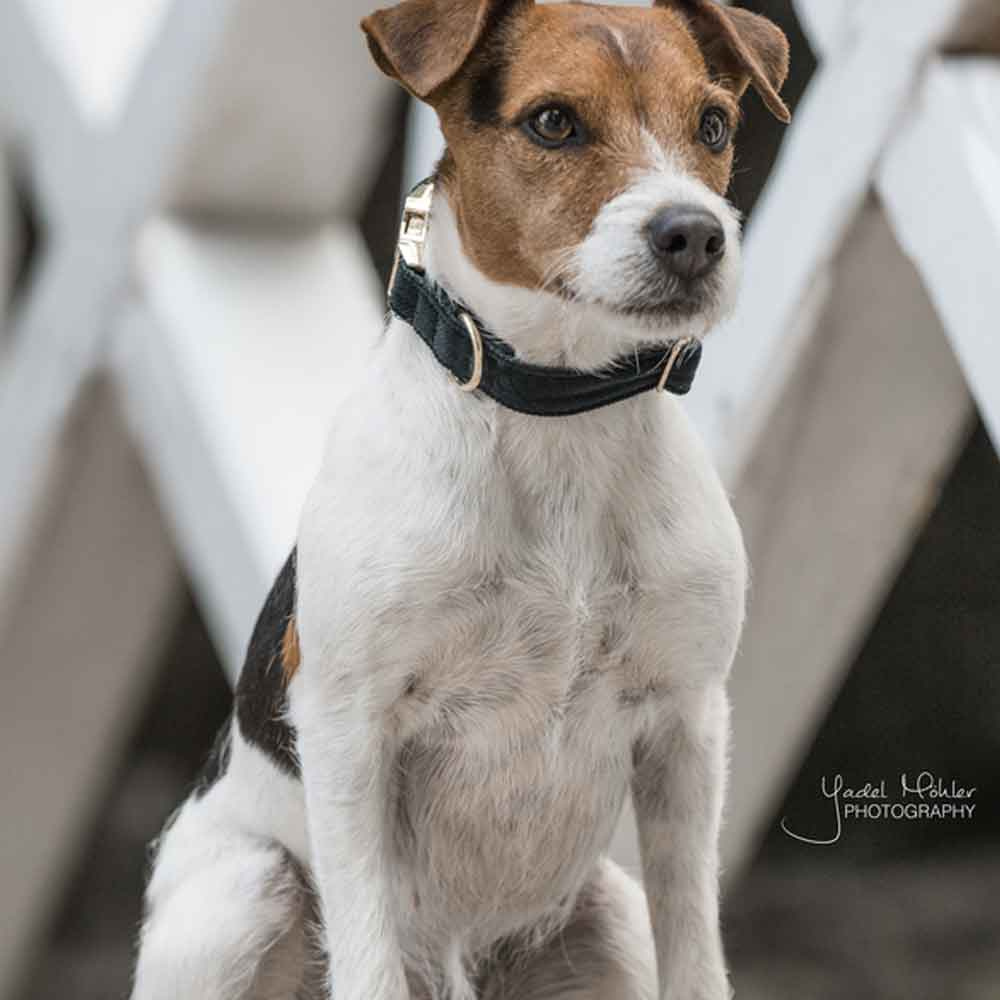 Hundehalsband Corduroy Grün