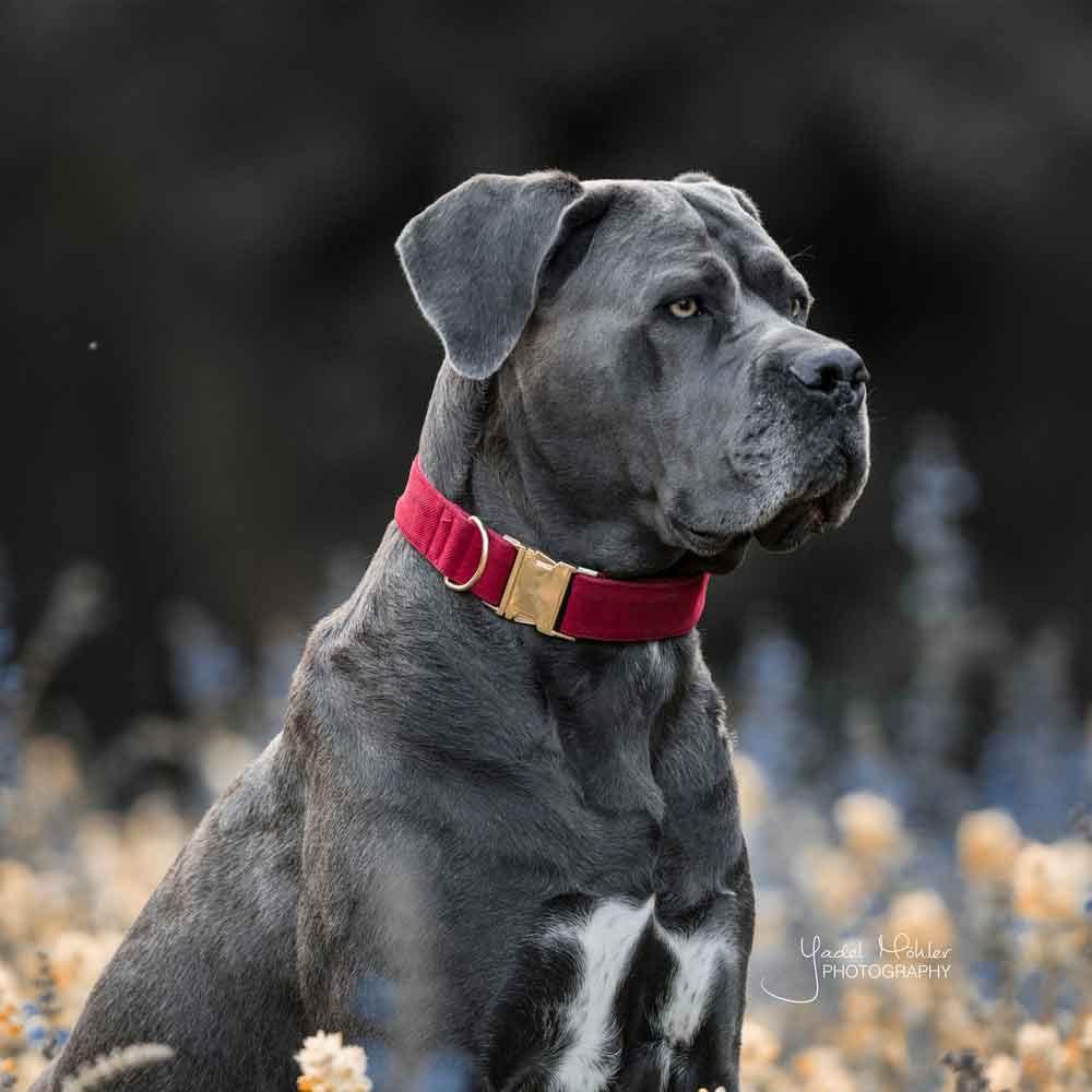 Hundehalsband Corduroy Rot