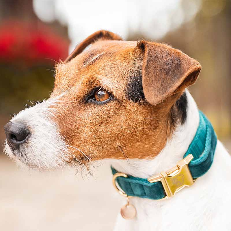 Hundehalsband Velvet Smaragdgrün