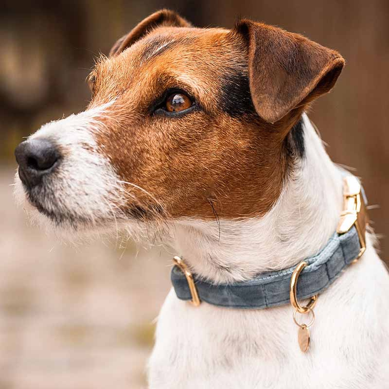 Hundehalsband Velvet Hellblau