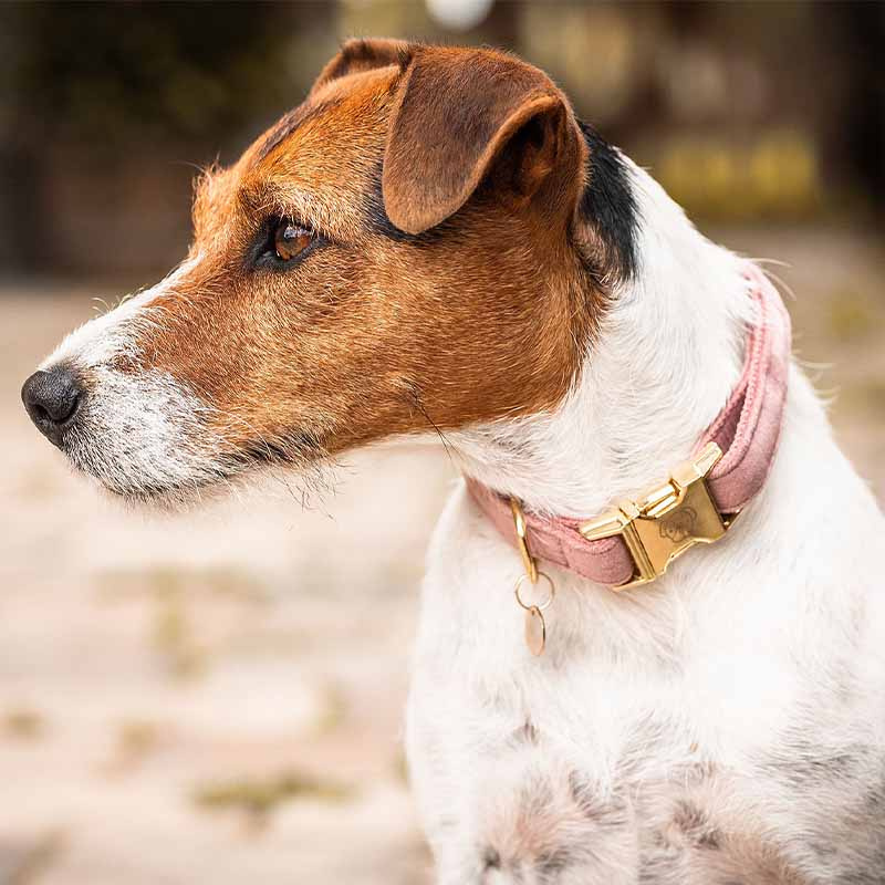 Hundehalsband Velvet Altrosa