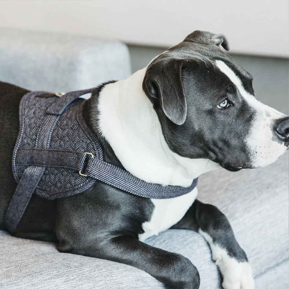 Hundegeschirr Wool Grau