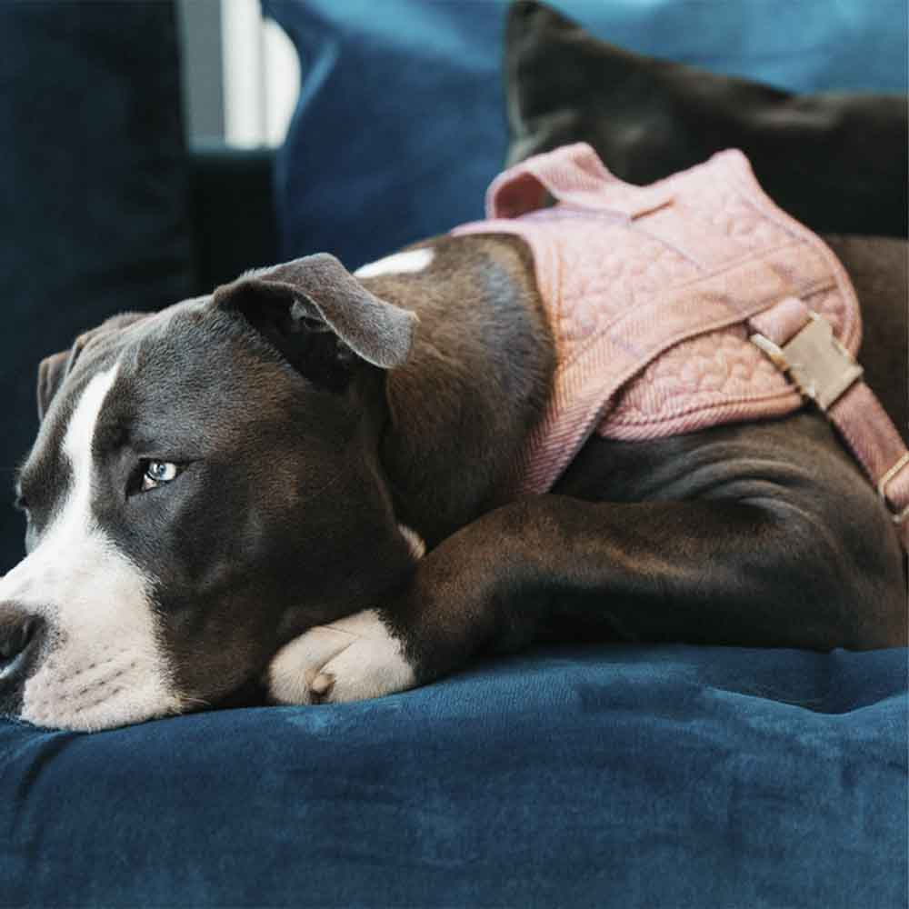 Hundegeschirr Wool Rosa