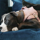 Hundegeschirr Wool Rosa Hundegeschirr Wool Rosa