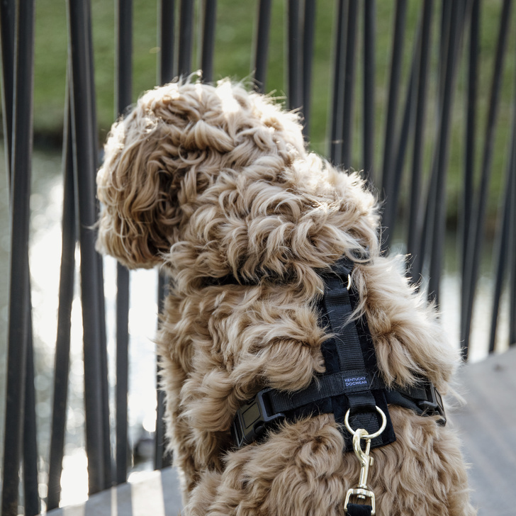 Hundegeschirr Active Velvet Schwarz