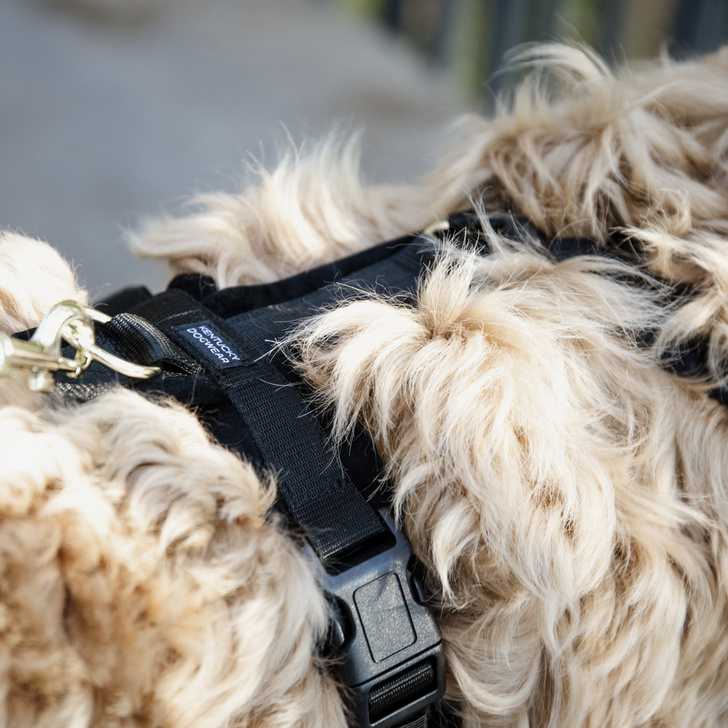 Hundegeschirr Active Velvet Schwarz