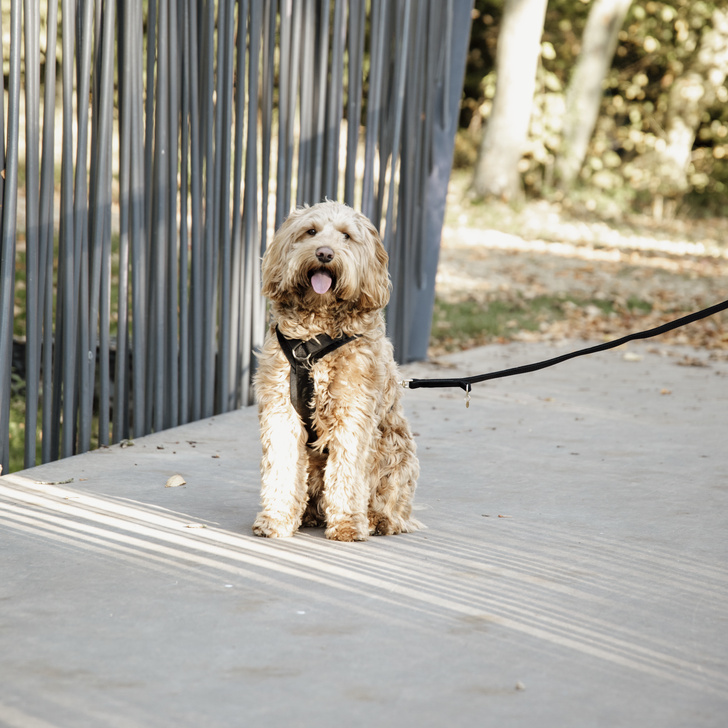 Hundegeschirr Active Velvet Schwarz