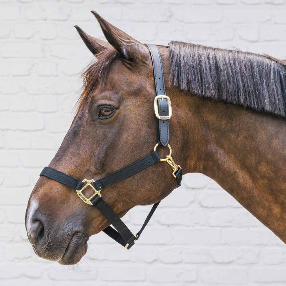 Halfter Breakaway Schwarz
