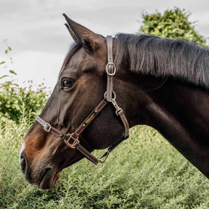 Lederhalfter Artificial Anatomic Flexible Braun