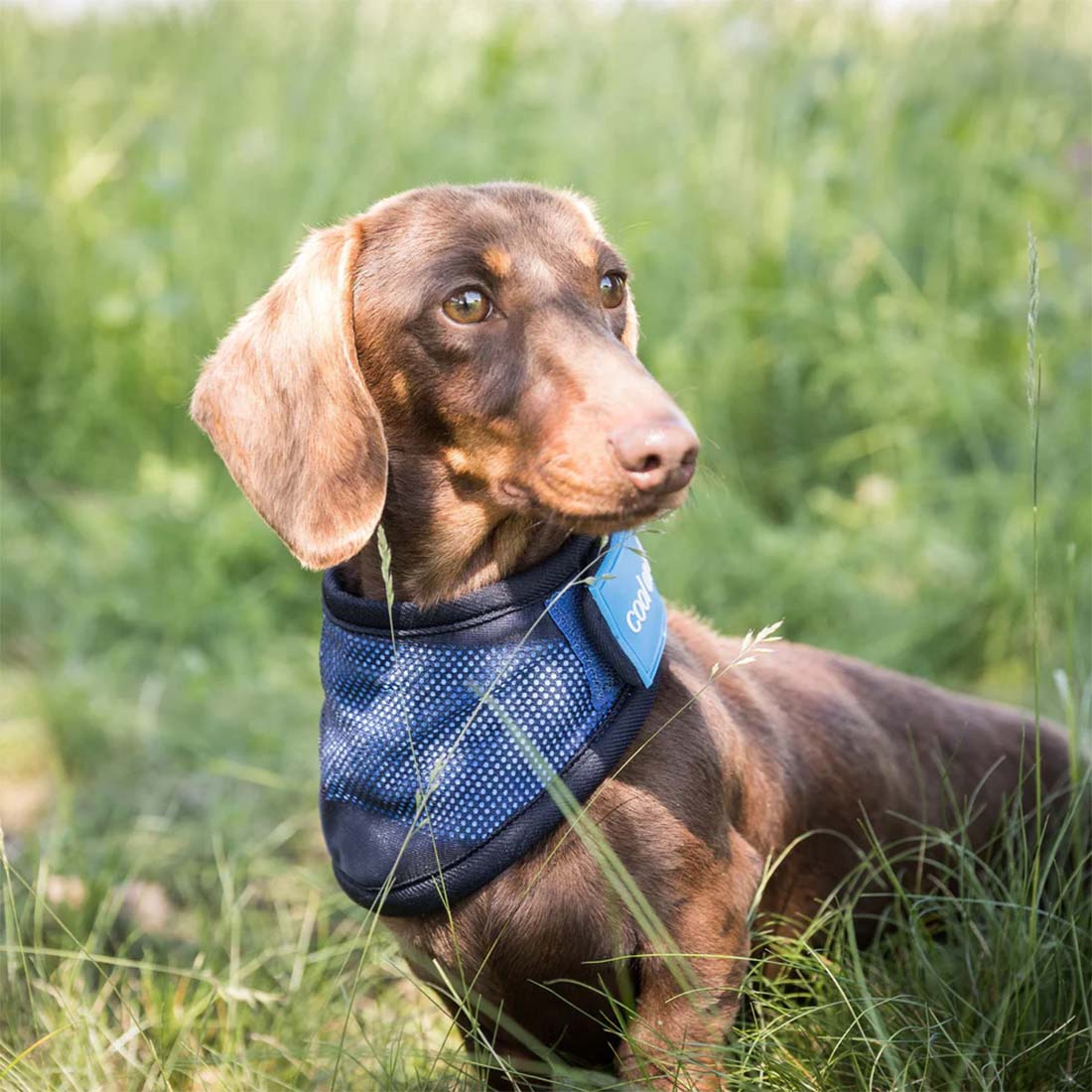 Hundeschal/Bandana Cool On Track Blau