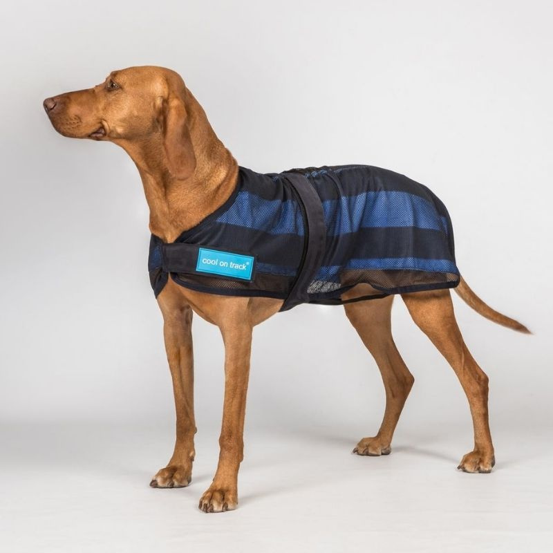 Kühlmantel Hund Cool on Track 2.0 Blau