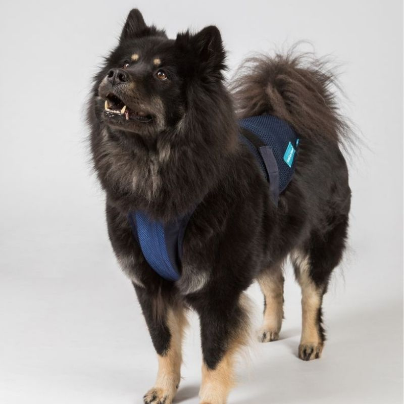 Kühlendes Hundegeschirr Cool on Track Blau