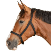 Weidehalfter Grazing Schwarz Weidehalfter Grazing Schwarz