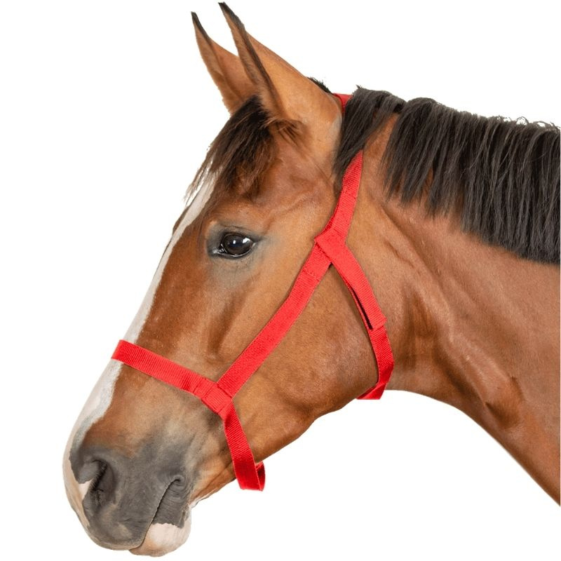 Weidehalfter Grazing Rot