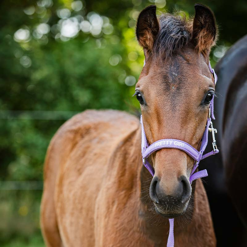 Fohlenhalfter Malva HG Lila