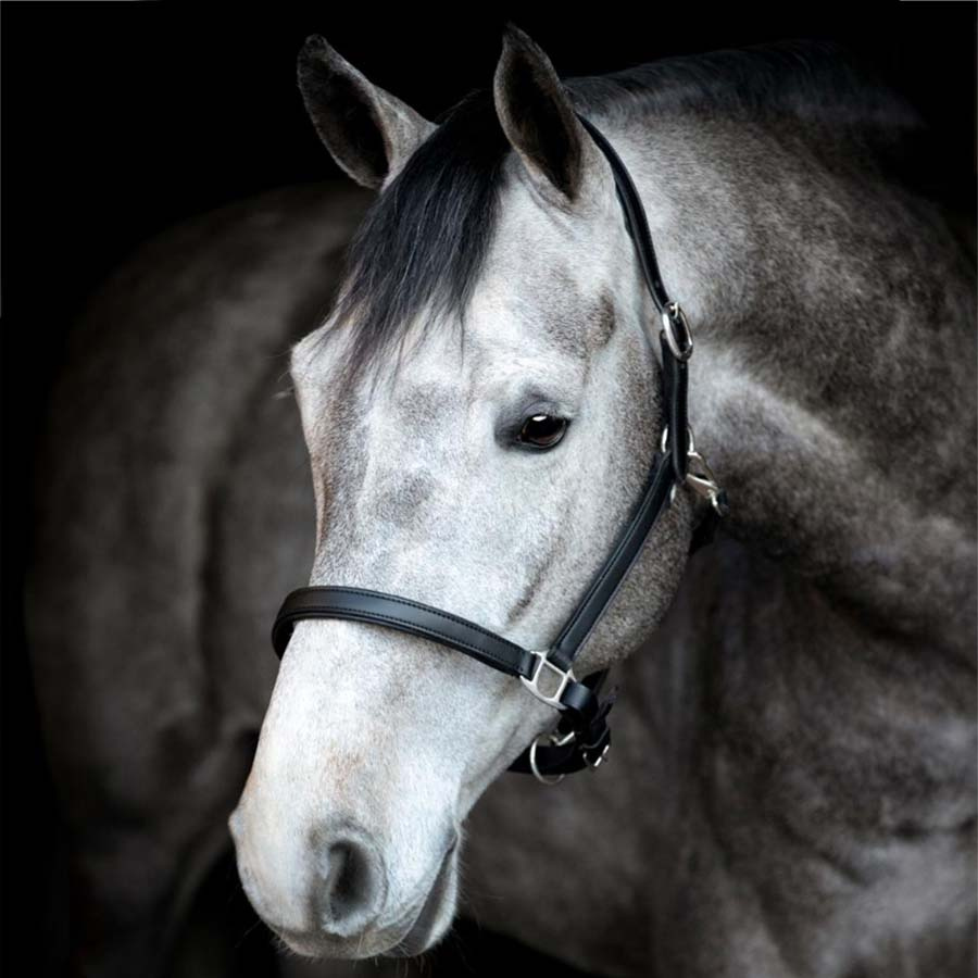 Lederhalfter Sabine HG Schwarz