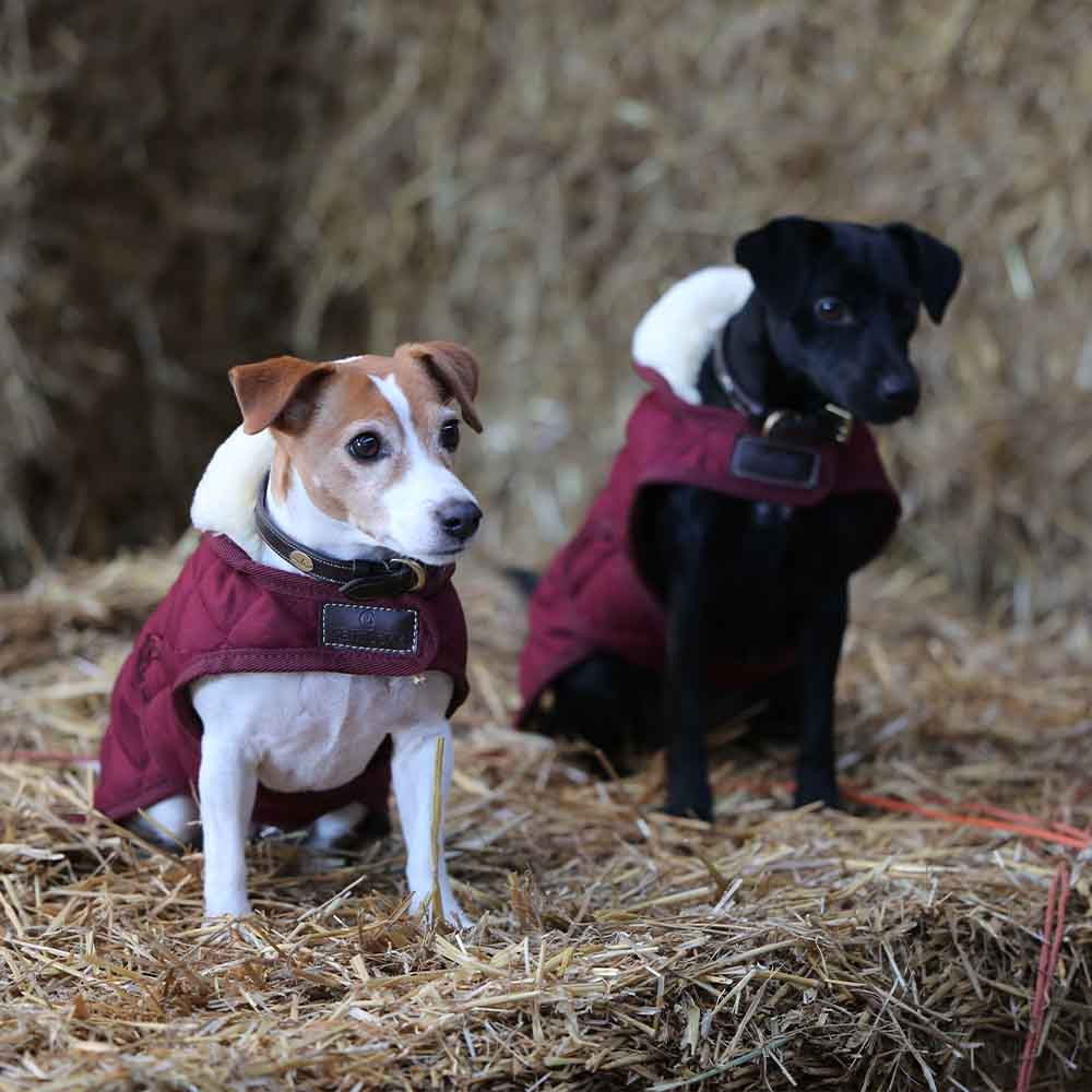 Hundemantel Original Bordeaux