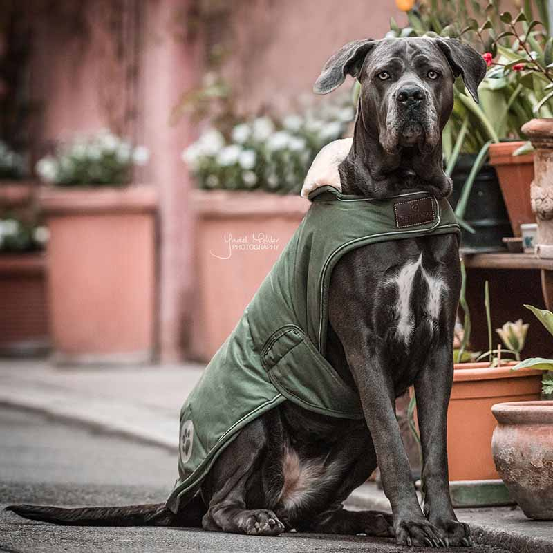 Hundemantel Waterproof 300g Olivgrün