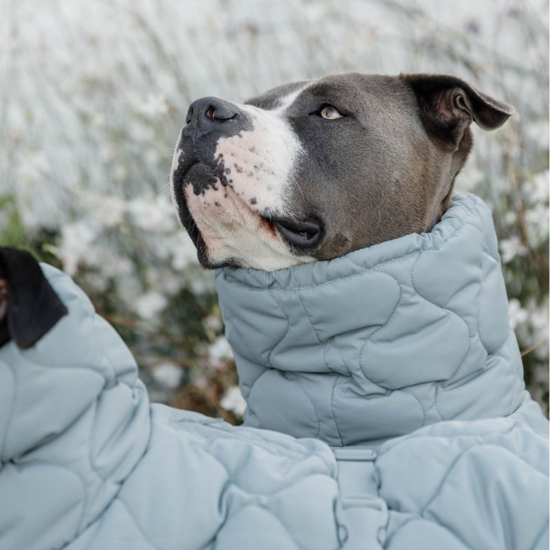 Hundemantel Winter Pina 160g Blau