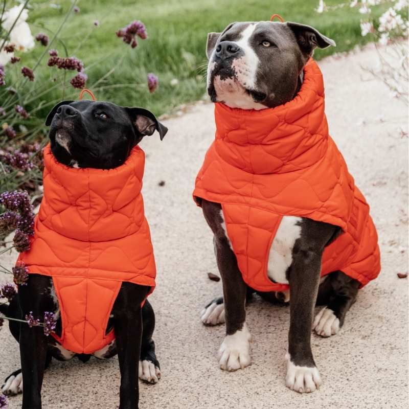 Hundemantel Winter Pina 160g Orange