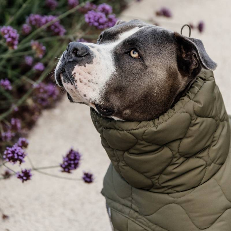 Hundemantel Winter Pina 160g Grün