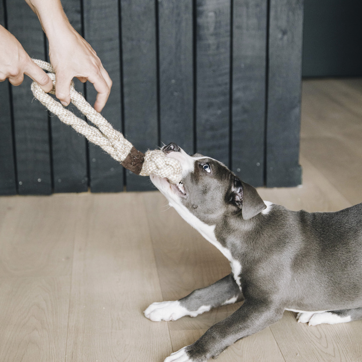 Hundespielzeug Baumwollseil Beige