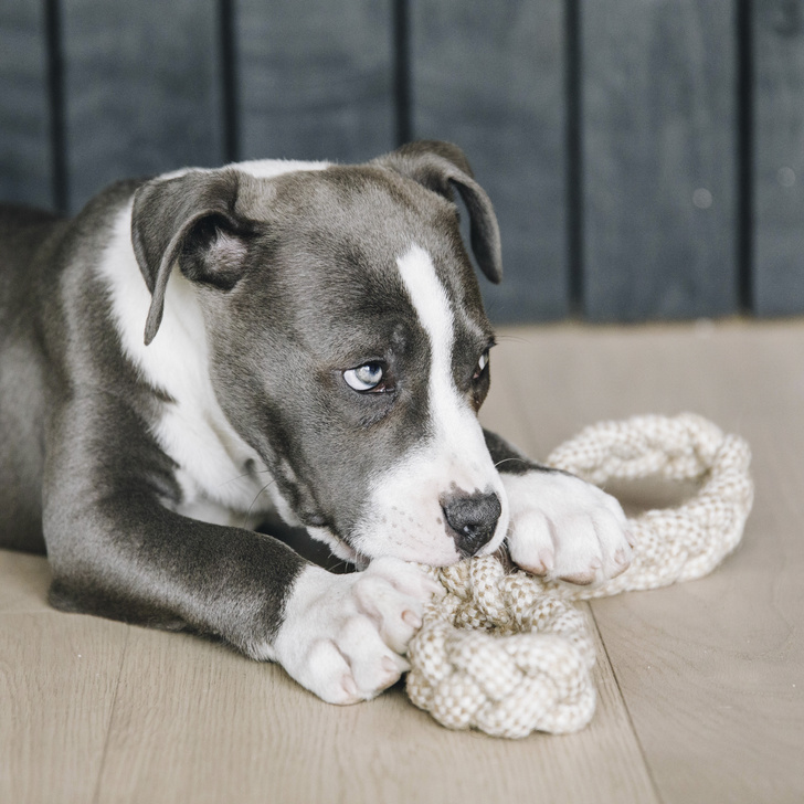 Hundespielzeug Baumwollseil Beige