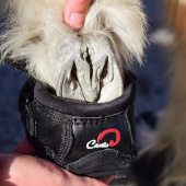 Hufschuhe CLB 2-pack Regular Schwarz Hufschuhe CLB 2-pack Regular Schwarz