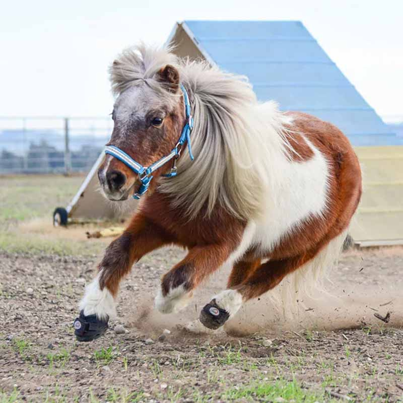 Hufschuhe CLB 2-pack Regular Schwarz