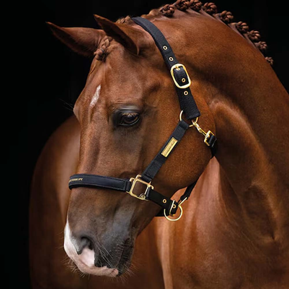 Halfter HS Equestrian Life Schwarz