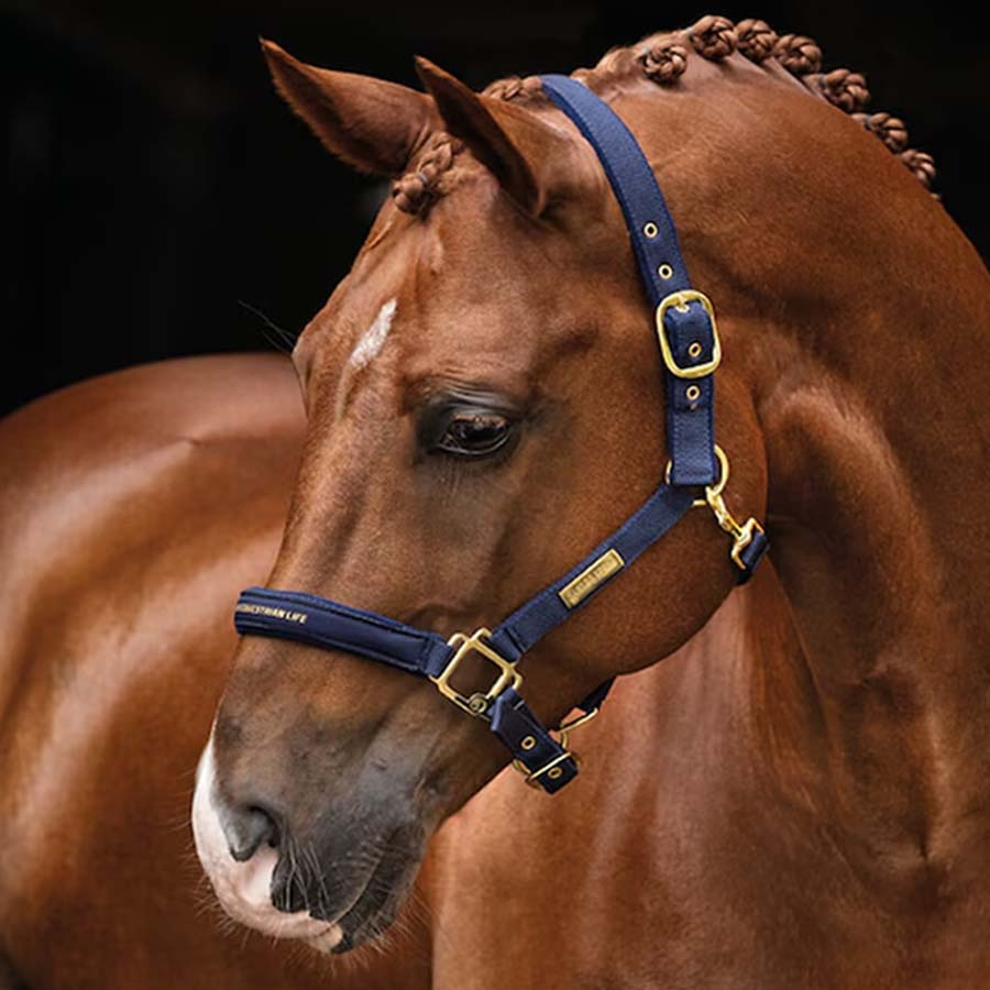 Halfter HS Equestrian Life Marineblau