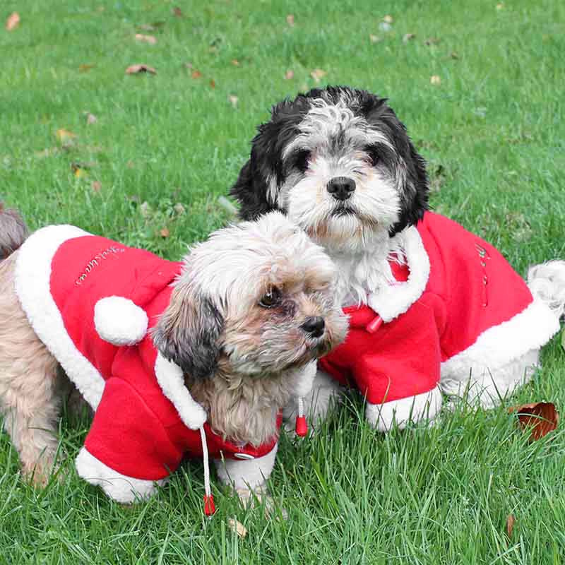 Hundepullover Weihnachten mit Kapuze Rot/Weiß