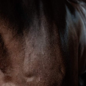 Fellglanz Super Shine Gloss Gel Almond 250ml Fellglanz Super Shine Gloss Gel Almond 250ml